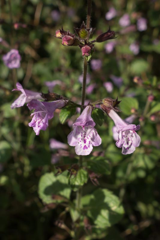 Clinopodium cfr. menthifolium